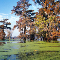 Atchafalaya Basin, Louisiana