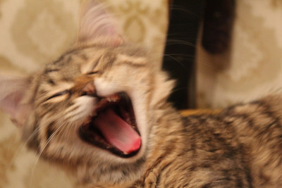 котенок