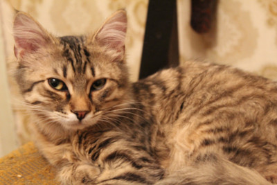 котенок